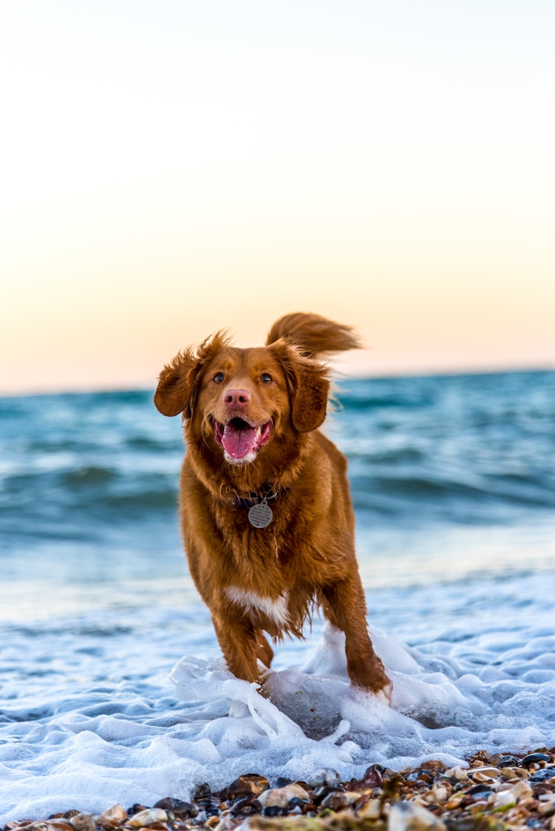 Dog-Friendly Great Yarmouth: Beaches, Pubs & Hotels